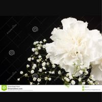 Amo la nebbiolina - 1