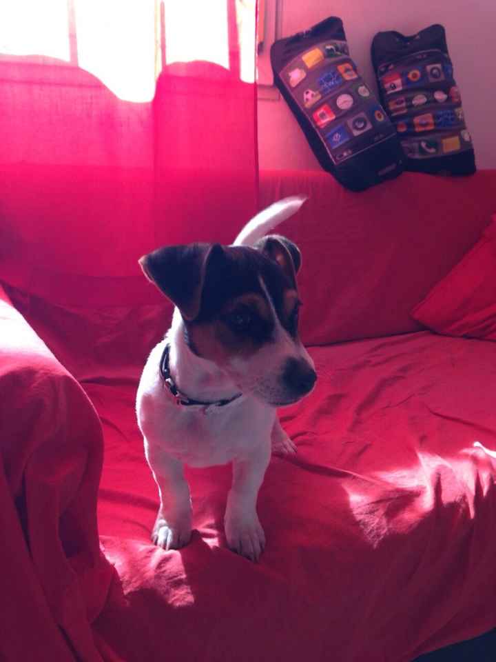 Le foto dei vostri animali - 2