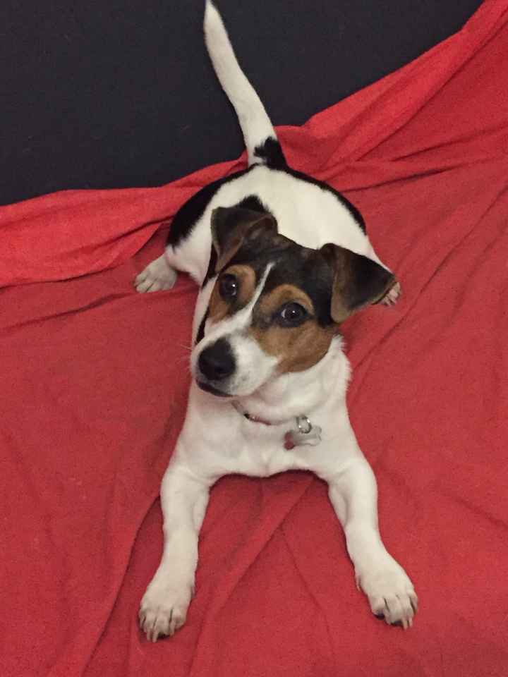 Too cute: i vostri amici animali - 1