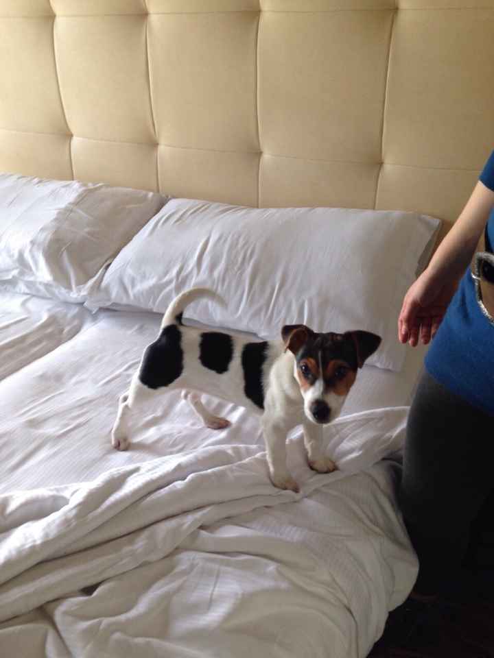 Too cute: i vostri amici animali - 2