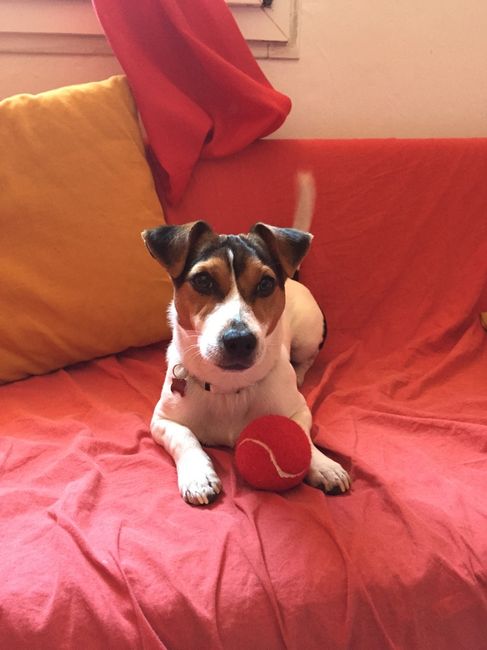 Too cute: i vostri amici animali - 1