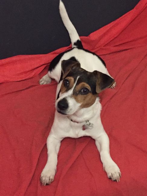 Too cute: i vostri amici animali - 1