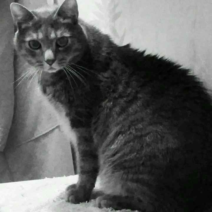 Too cute: i vostri amici animali - 1