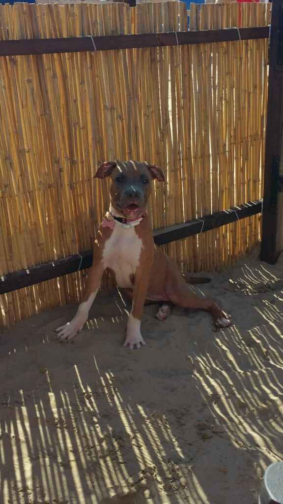 Too cute: i vostri amici animali - 2