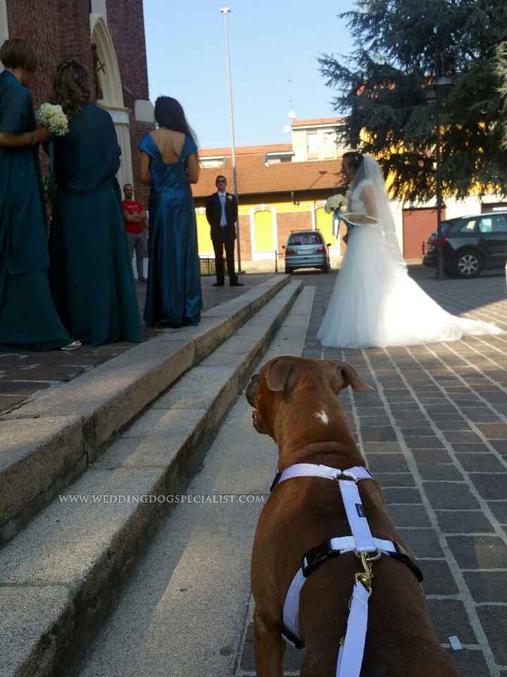 Wedding dog sitter - 1