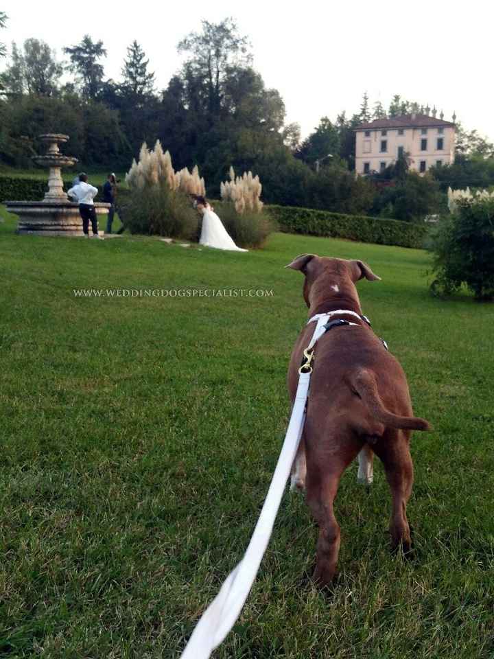 Wedding dog sitter - 2