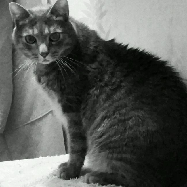 Too cute: i vostri amici animali - 1