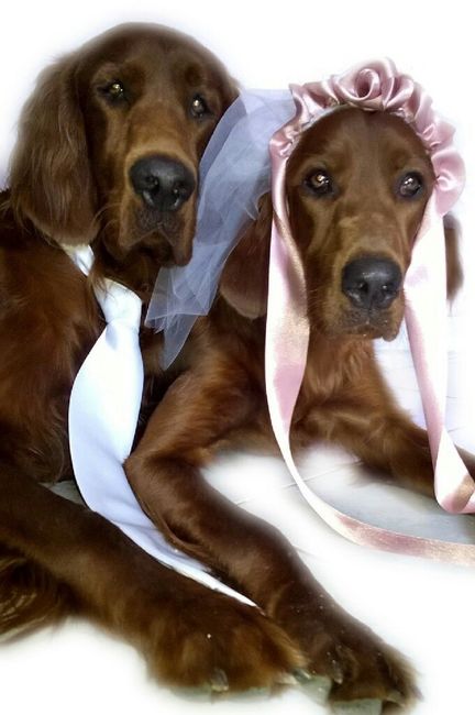 Pelosi e matrimonio - 1