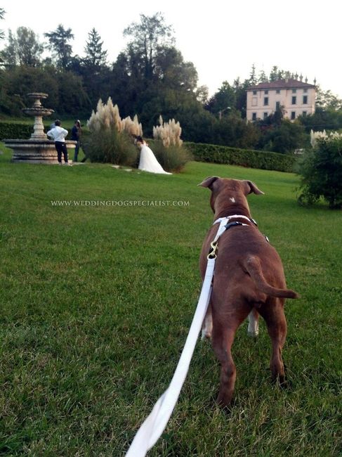 Wedding dog sitter - 2