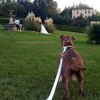 Wedding dog sitter - 2