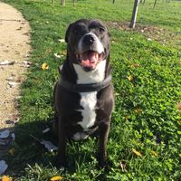 Pelosi alla riscossa! :) chi portera' il suo amico peloso al matrimonio? - 1