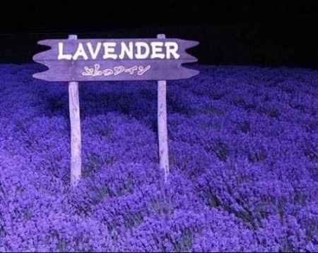 Lavanda.