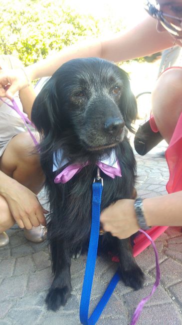 Bruno- il Paggio portafedi 