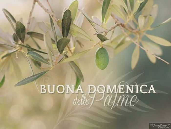 Auguri di buone palme a tutte - 1