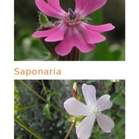 Sposi che celebreranno le nozze il 31 Dicembre 2019 - Campania - 1