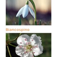 Sposi che celebreranno le nozze il 31 Dicembre 2019 - Campania - 5