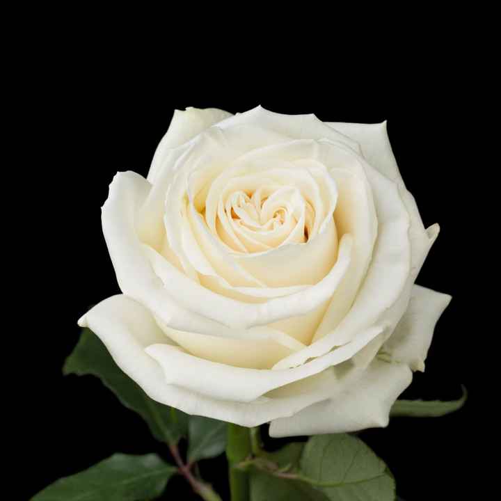 La Rosa più bianca esistente - 1