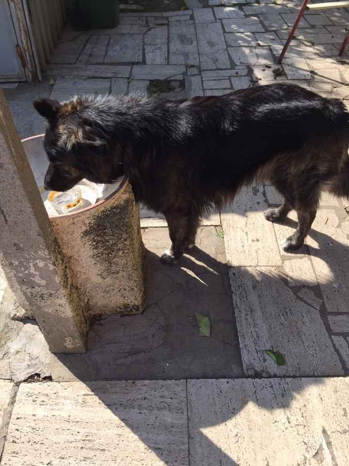 I nostri amici animali.. - 1