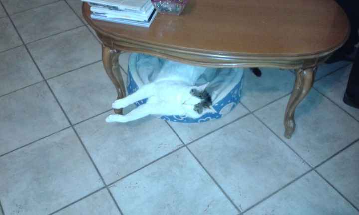 I nostri amici animali.. - 2