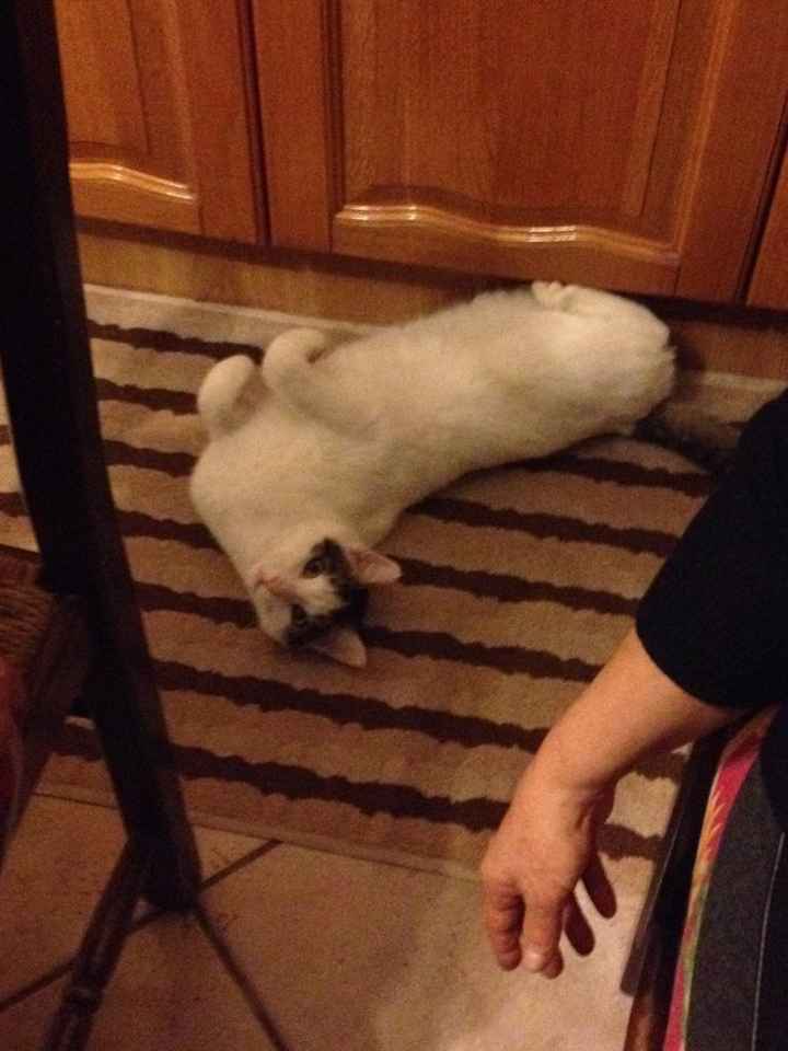 Cuccioli - 1