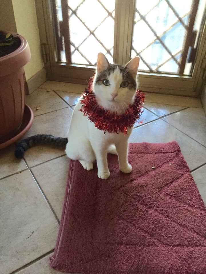Cuccioli - 3