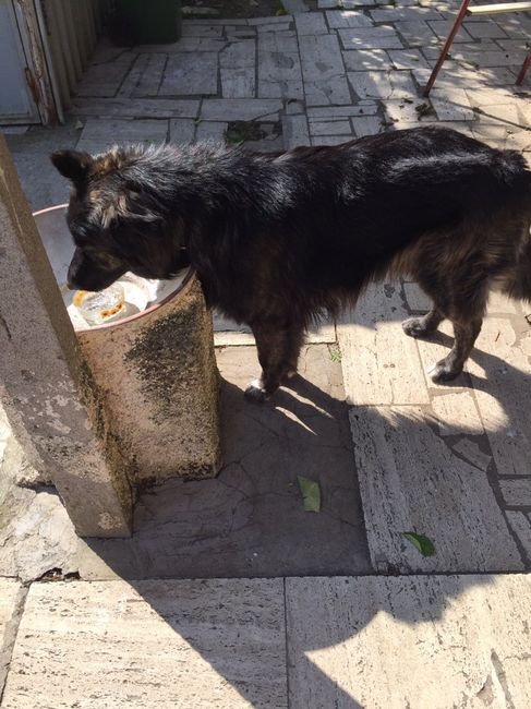 I nostri amici animali.. - 1