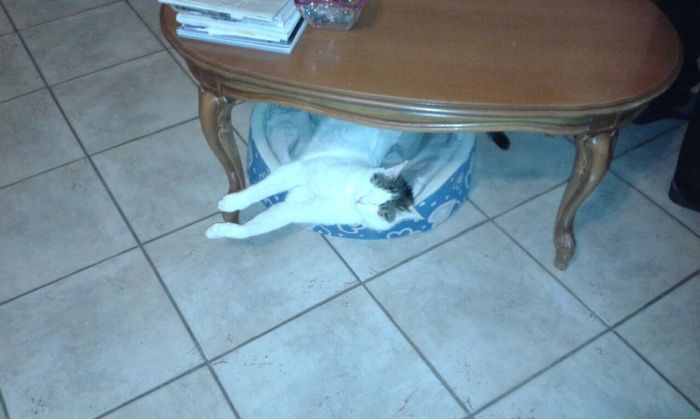 I nostri amici animali.. - 2