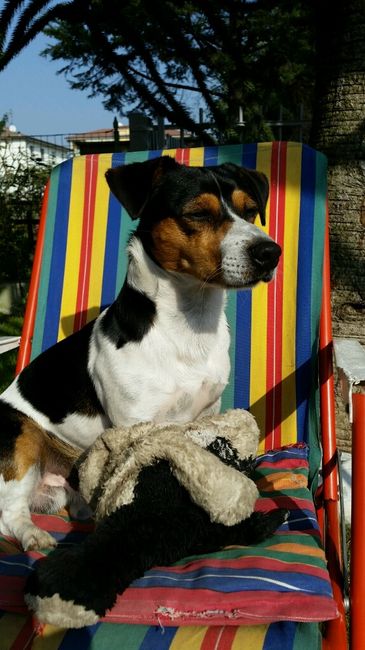 Le foto dei vostri animali - 1
