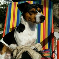 Le foto dei vostri animali - 1