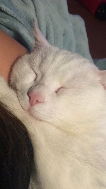 Convivenze pelose!🐶🐱🐹🐰 - 1