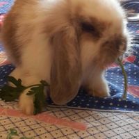 Le foto dei vostri animali - 1