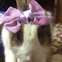 Le foto dei vostri animali - 2