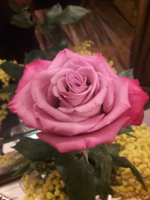 Mostratemi le Mimose! - 1