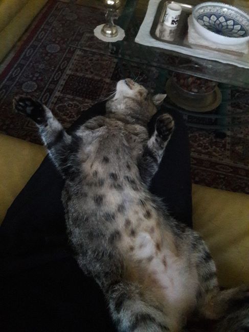 Il mio gatto non mi aiuta!!! - 1