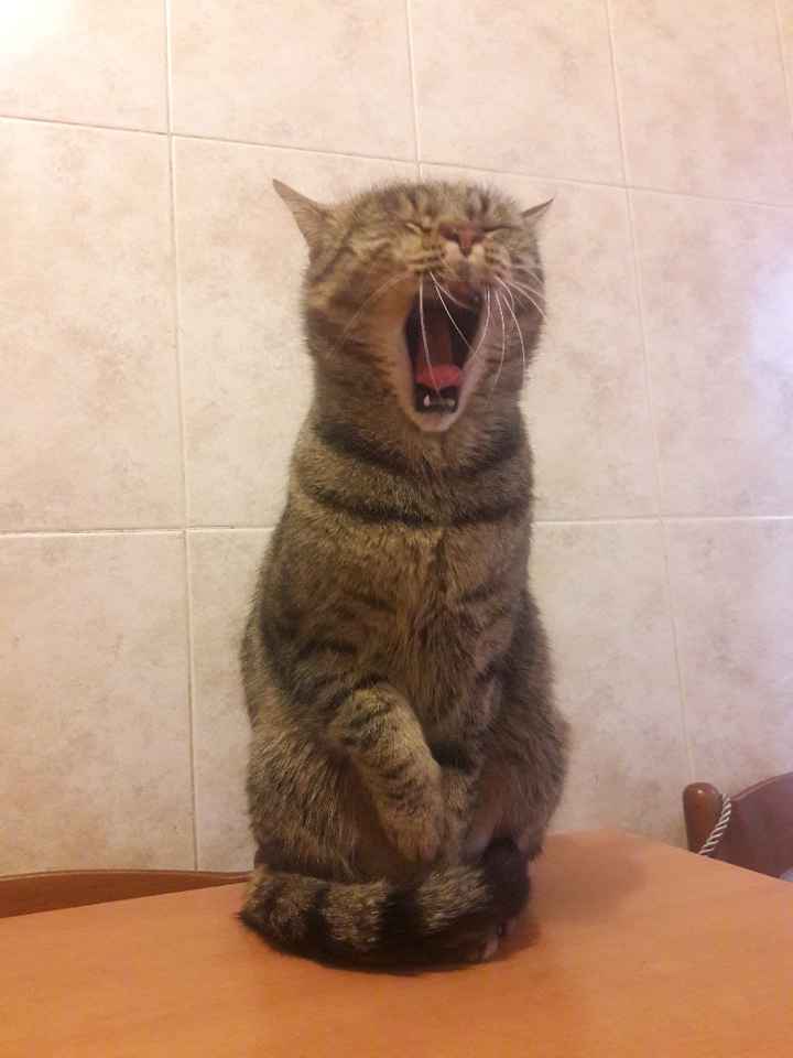 Collaboratori pelosi ❤️ - 1