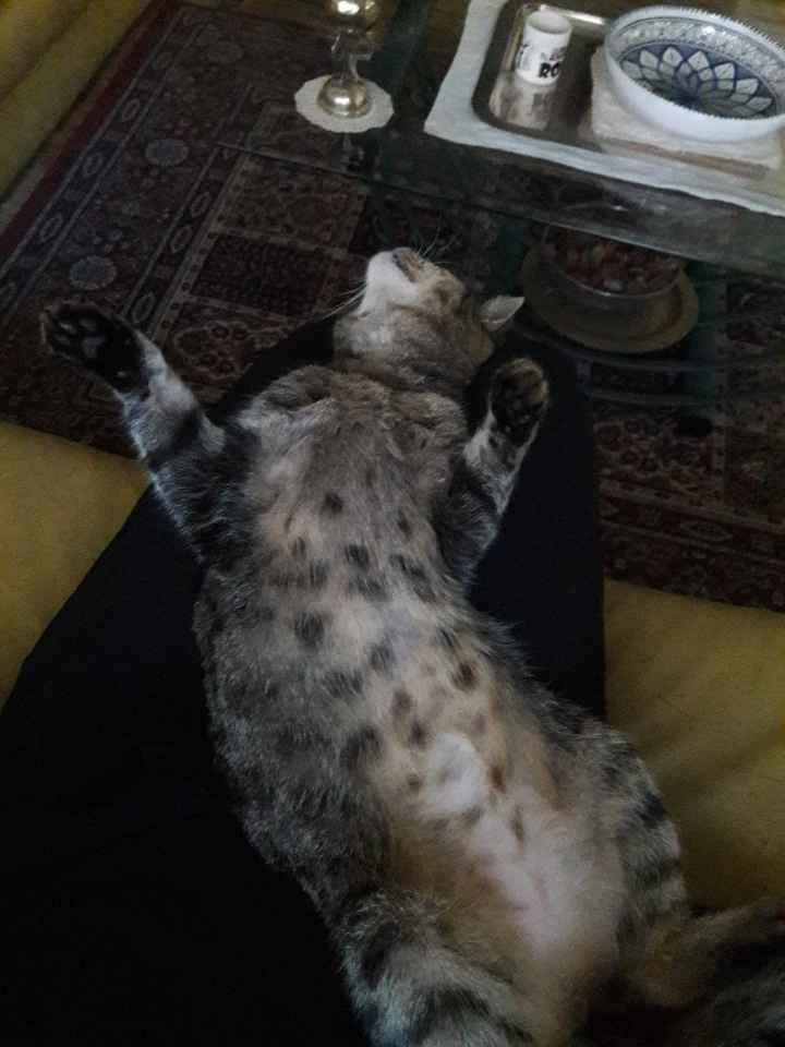 Il mio gatto non mi aiuta!!! - 1