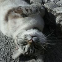 Le foto dei vostri animali - 1