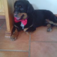 Too cute: i vostri amici animali - 1