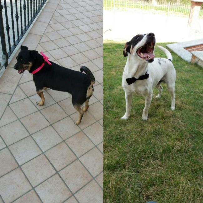 Convivenze pelose!🐶🐱🐹🐰 - 1