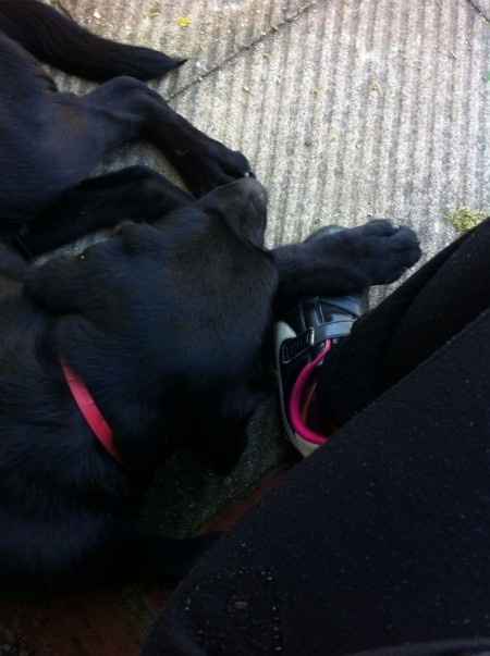 Il nostro cucciolo!!!