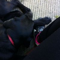 Il nostro cucciolo!!!