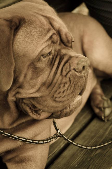 I nostri amici animali.. - 1