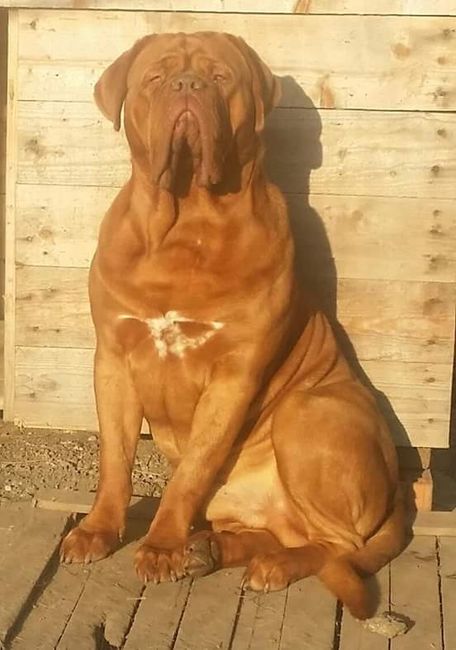 Un amico a quattro zampe! - 1