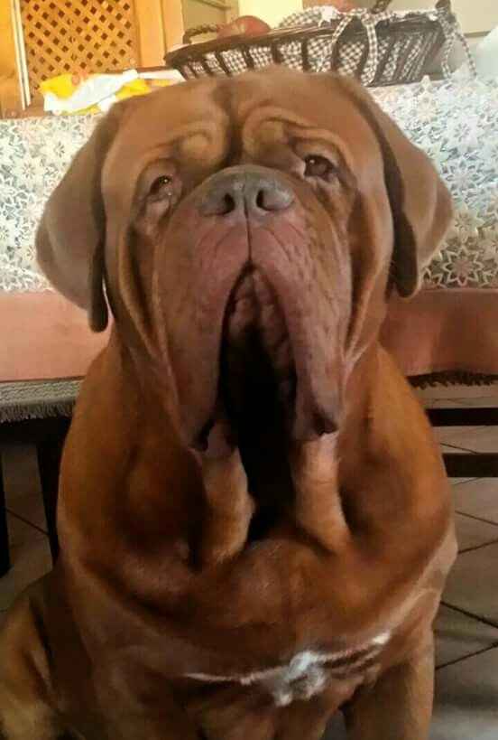 Io....luiii....e il nostrooo totÒ? - 1