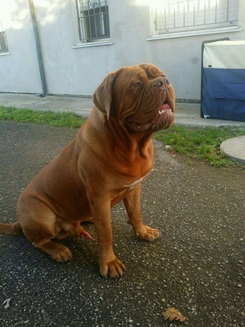 Too cute: i vostri amici animali - 2