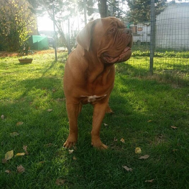 Too cute: i vostri amici animali - 1