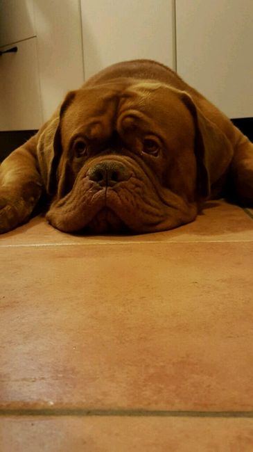 Le foto dei vostri animali - 1