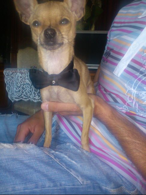 Too cute: i vostri amici animali - 2