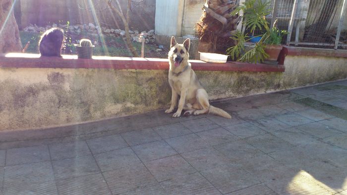 Too cute: i vostri amici animali - 3