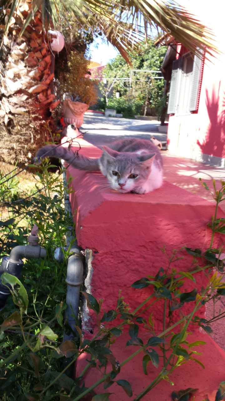 Too cute: i vostri amici animali - 2